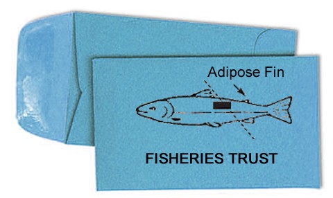 Custom Fish Scale Packets / Envelopes